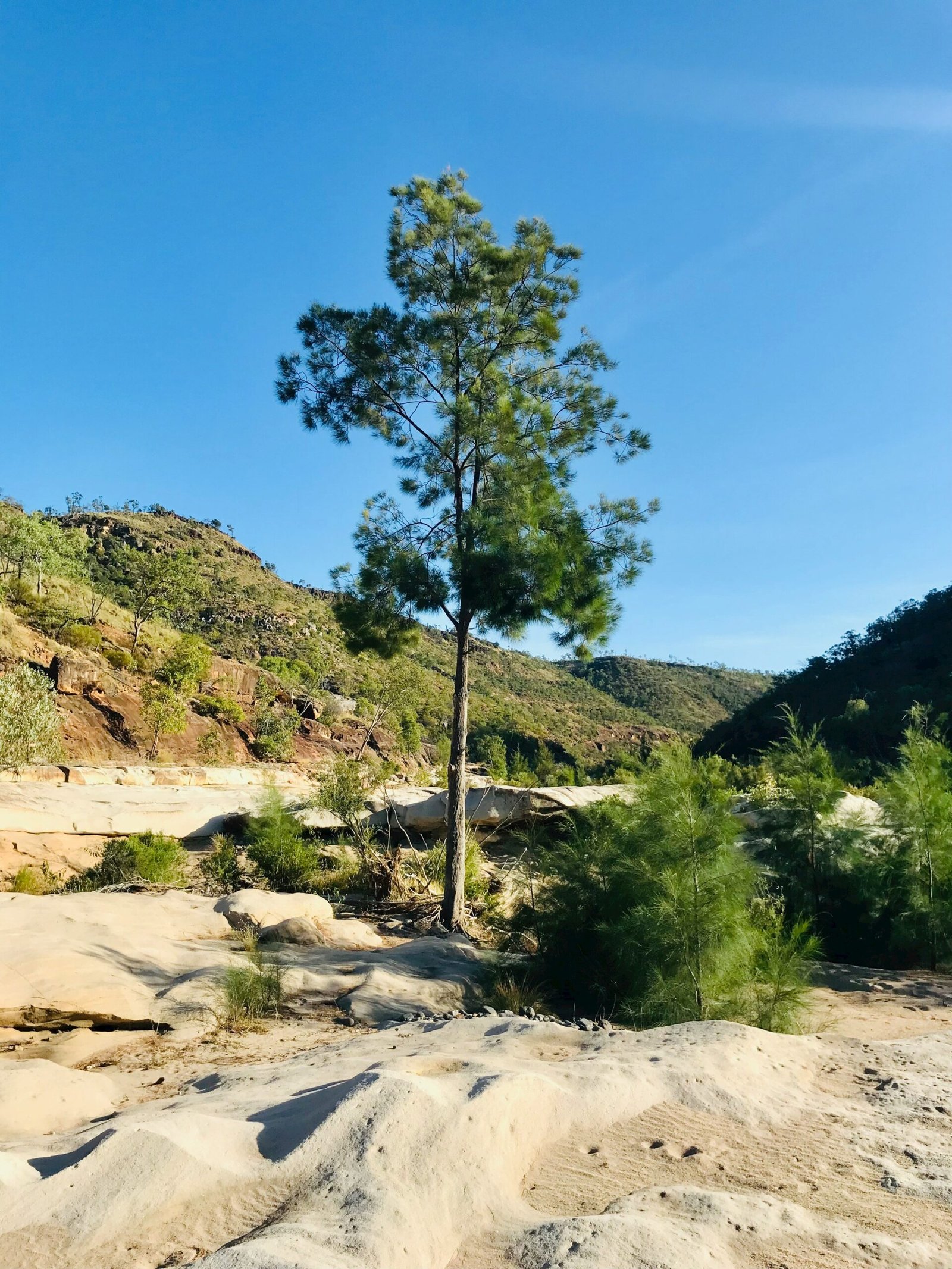 a lone tree in the middle of a rocky area