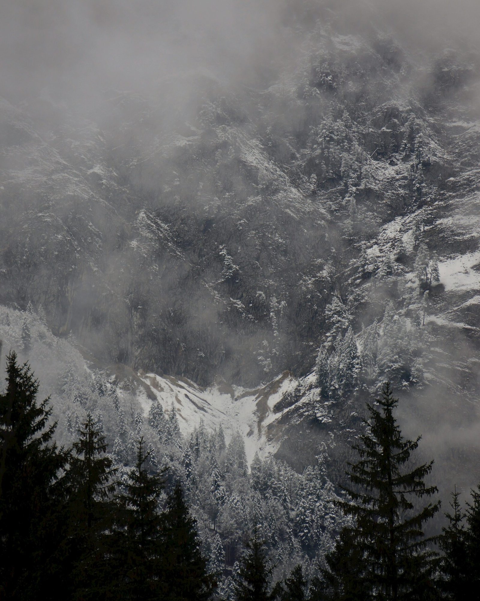 a mountain covered in snow surrounded by trees