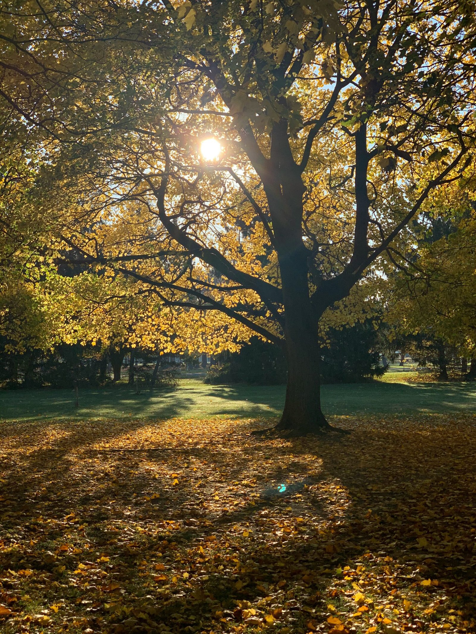 green trees with yellow leaves during daytime