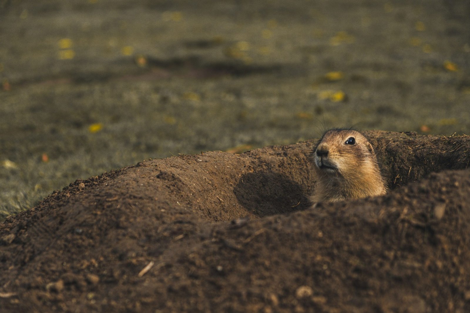 meercat in ground