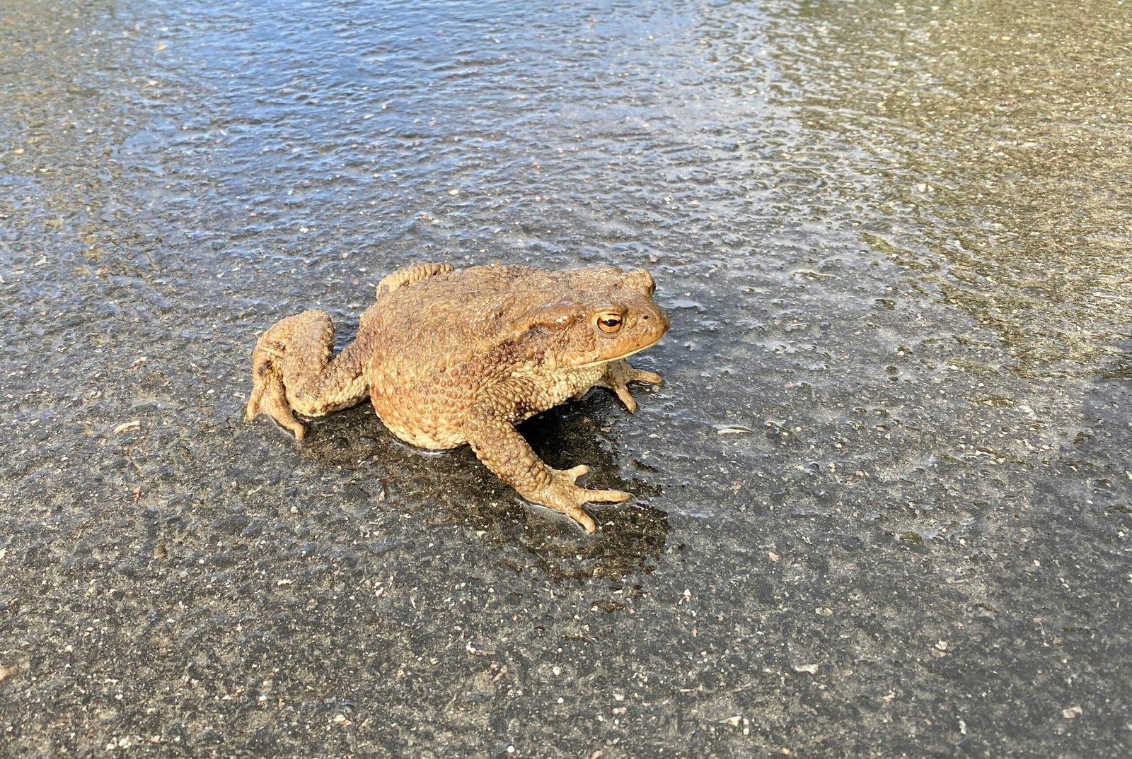 a frog that is sitting in the water