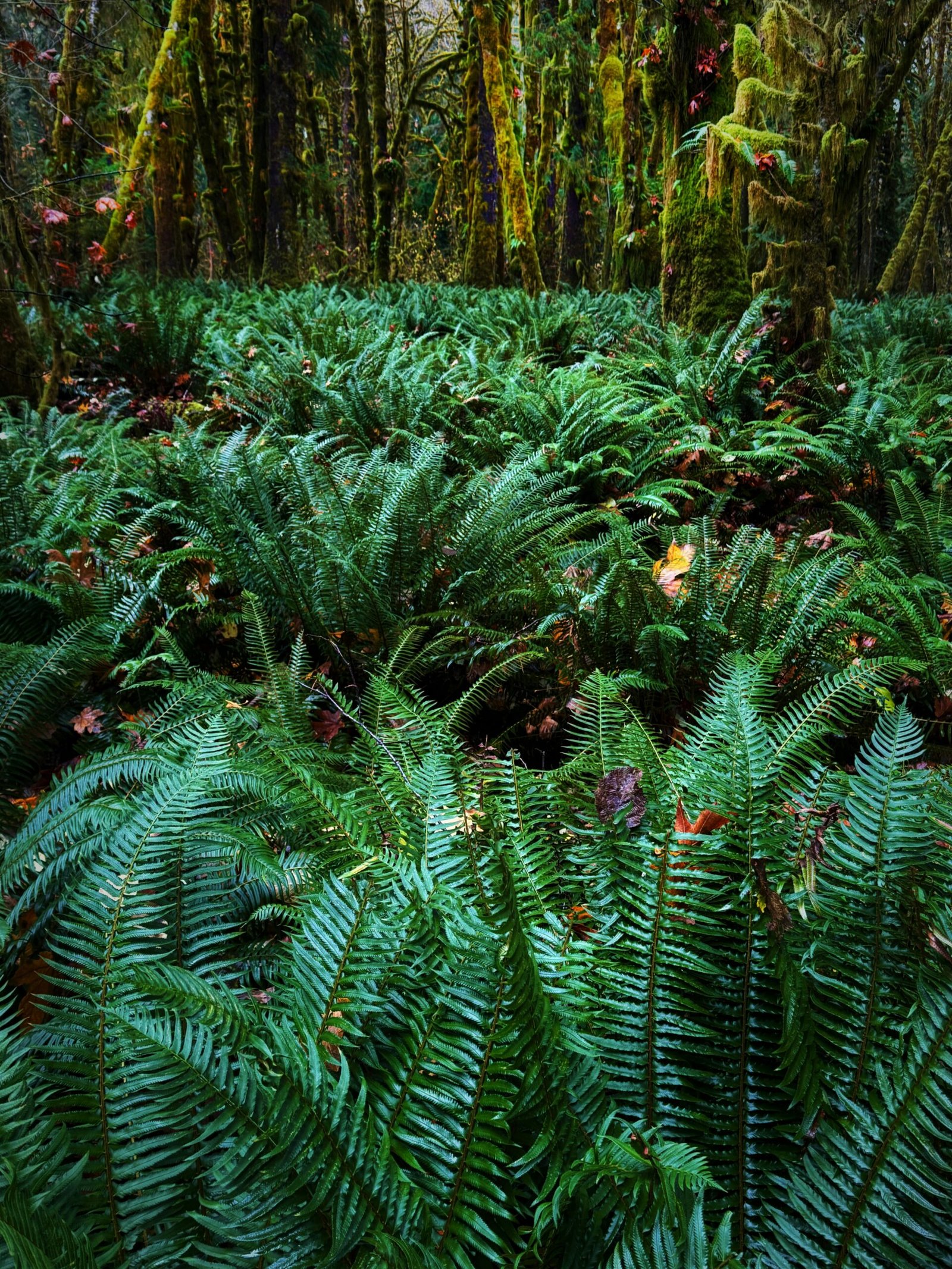 a lush green forest filled with lots of trees