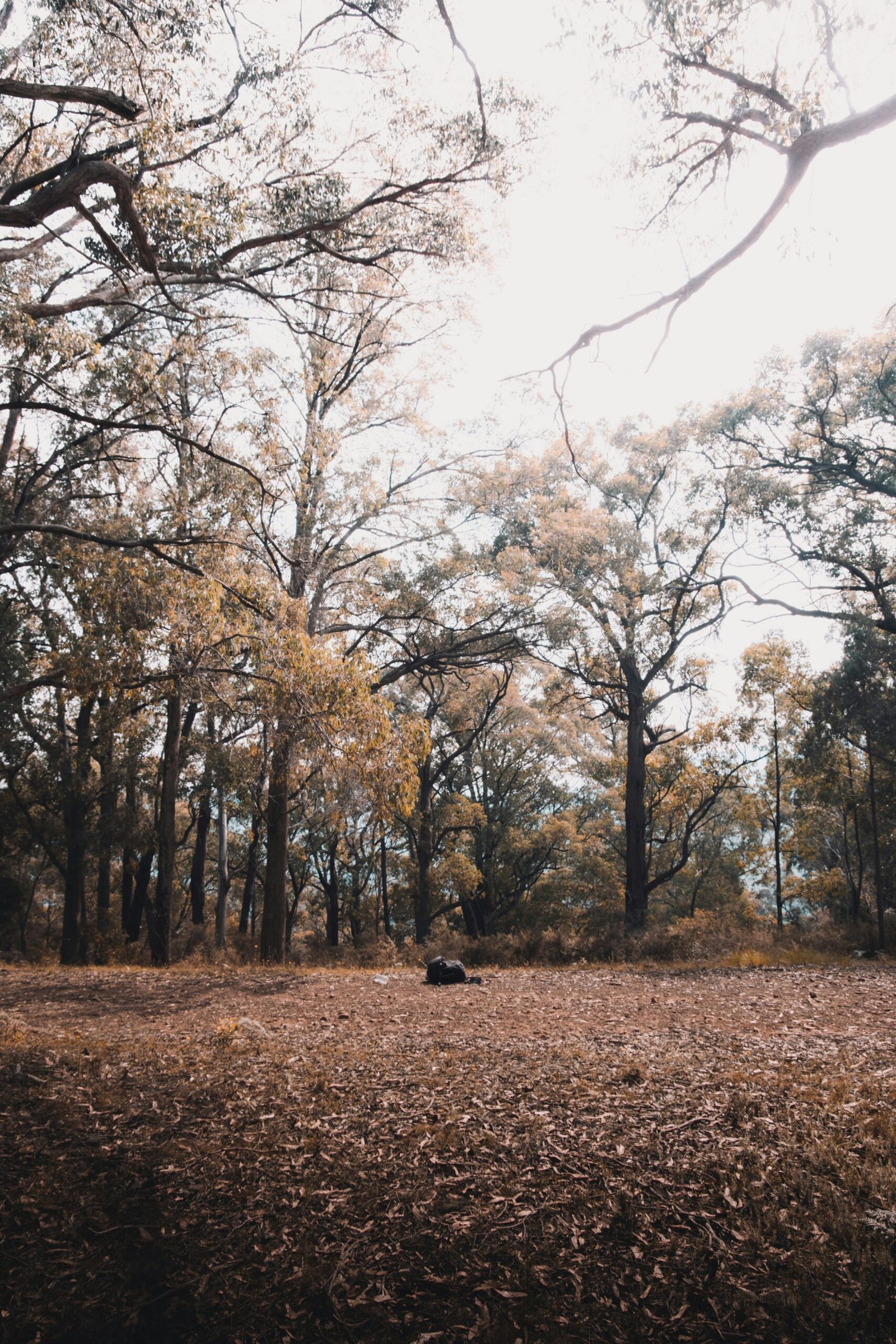 brown trees on brown grass field during daytime