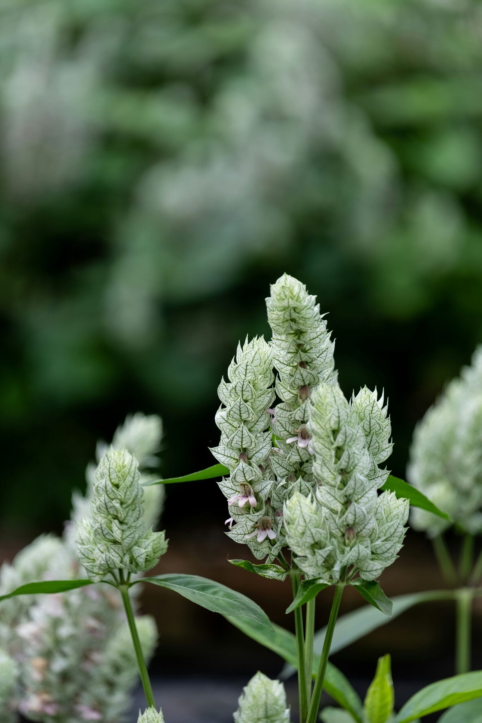 a close up of a plant with white flowers