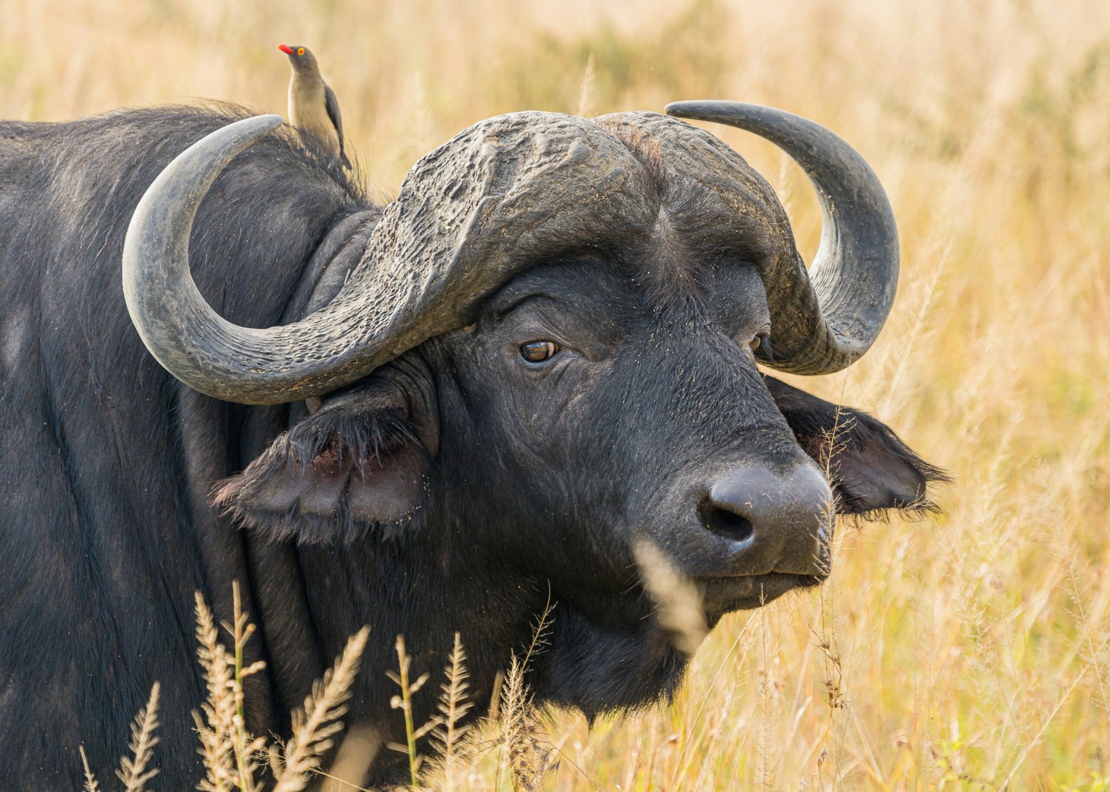 water buffalo on wheat field